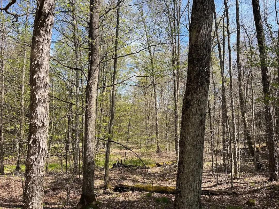 5 acres Wooded Land with Electric in Alma NY 106 Road