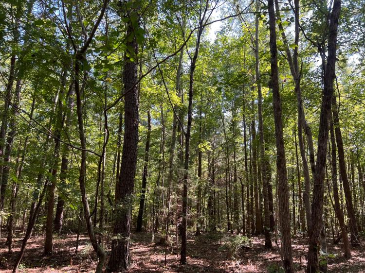 SOLD!!147 acre Timber/Hunting Tract