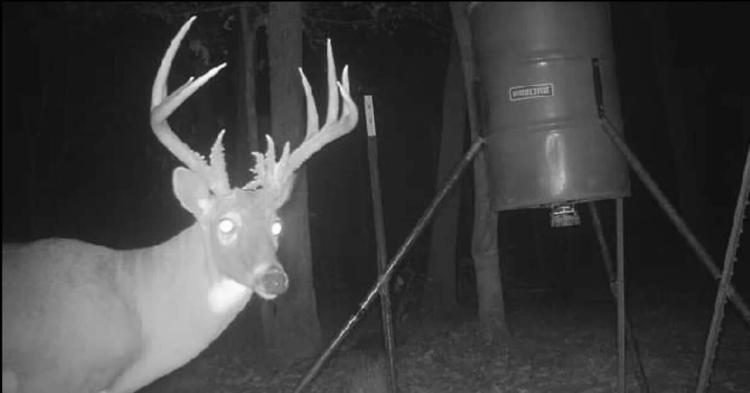 Golden Dove Road Recreational Hunting Escape McCurtain County, OK 40 AC