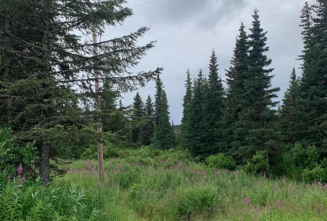 Trees and Meadows 5+ acres near Anchor Point & Homer Alaska