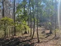 Turkey Creek Lots Pic 5