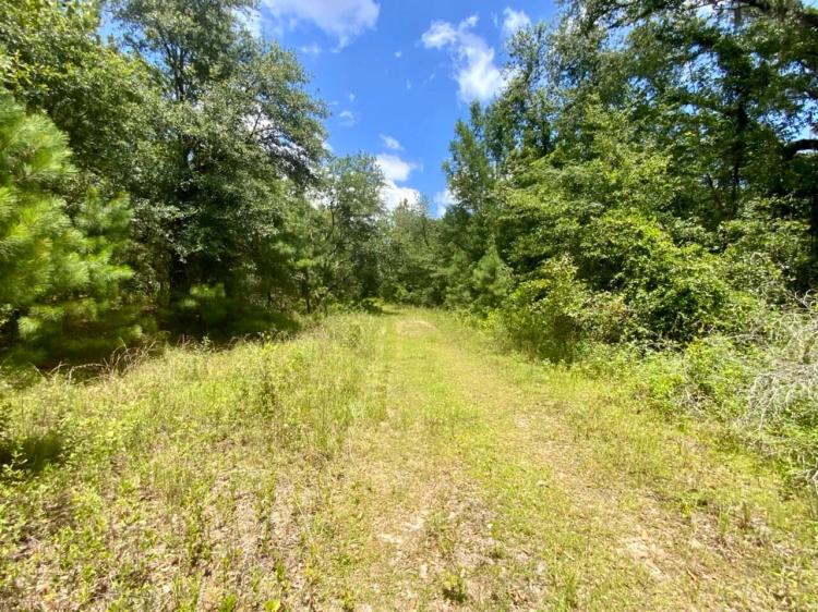 36 Acres Dandelion St