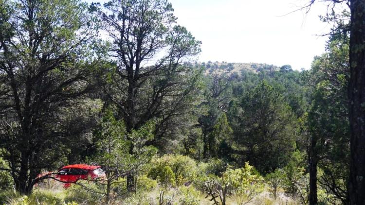 Scenic Forest Land * Lincoln National Forest * Timberon