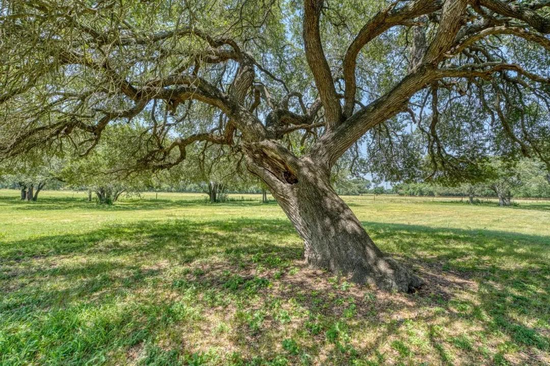 TAGGART RANCH