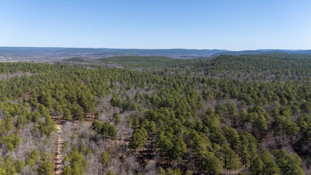Ouachita Forest 148