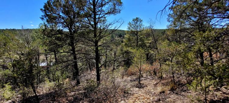 Trees and Views - Homesite in Timberon New Mexico