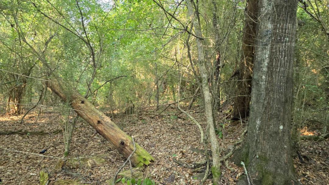 1.6+/- Acres in Roxie, MS - Franklin County