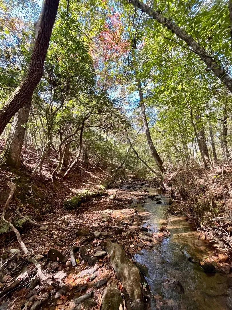 71 +/- Acres in Wedowee, AL