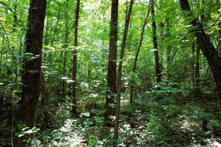 5 acres Newton County