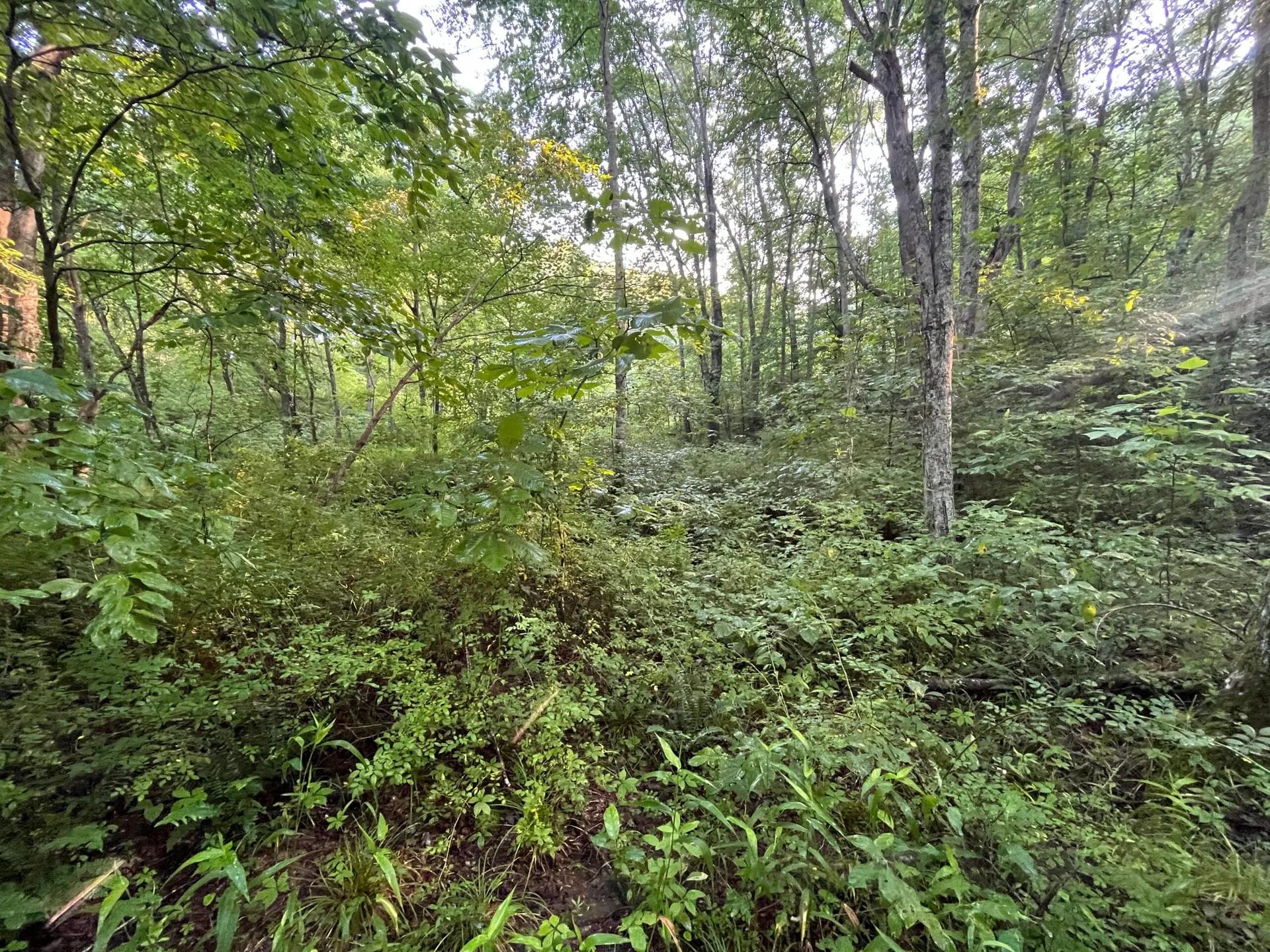 52965567-19