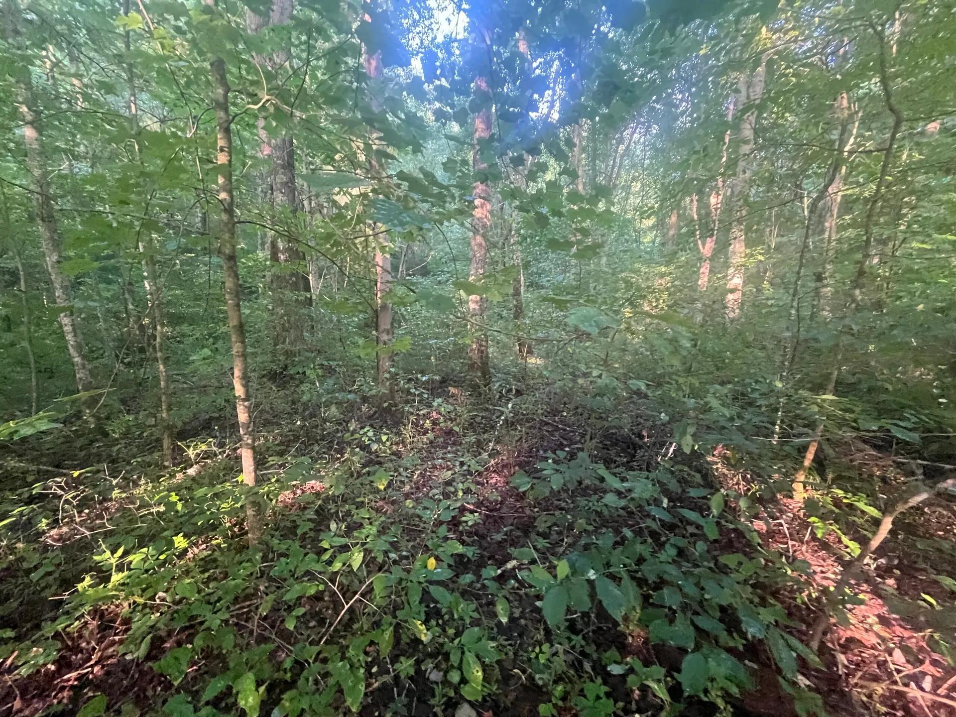 52965567-54