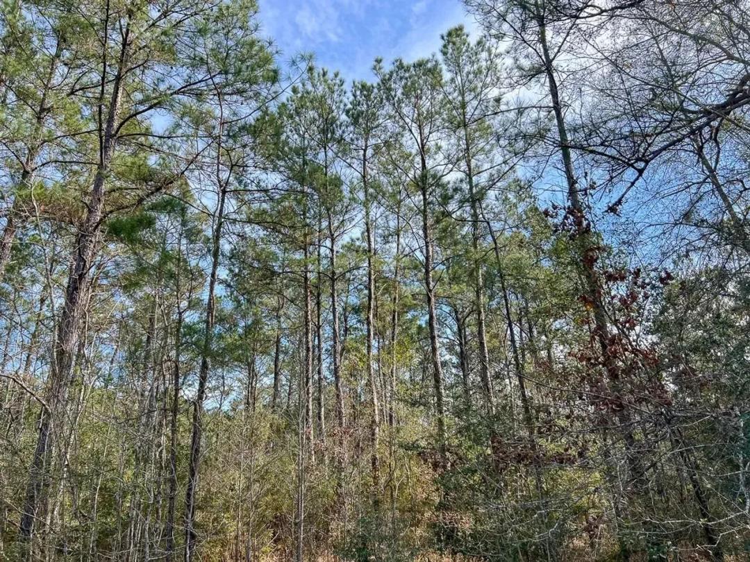 22 Acres | T-1 | Zavalla Road | 04739