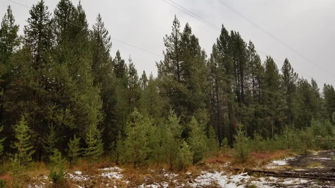 53246951-25