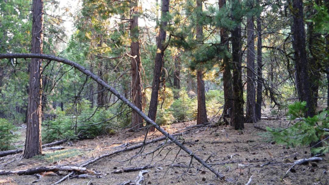 Buildable parcel with Big Trees * Easy Access to Highway * Underground power * OWF