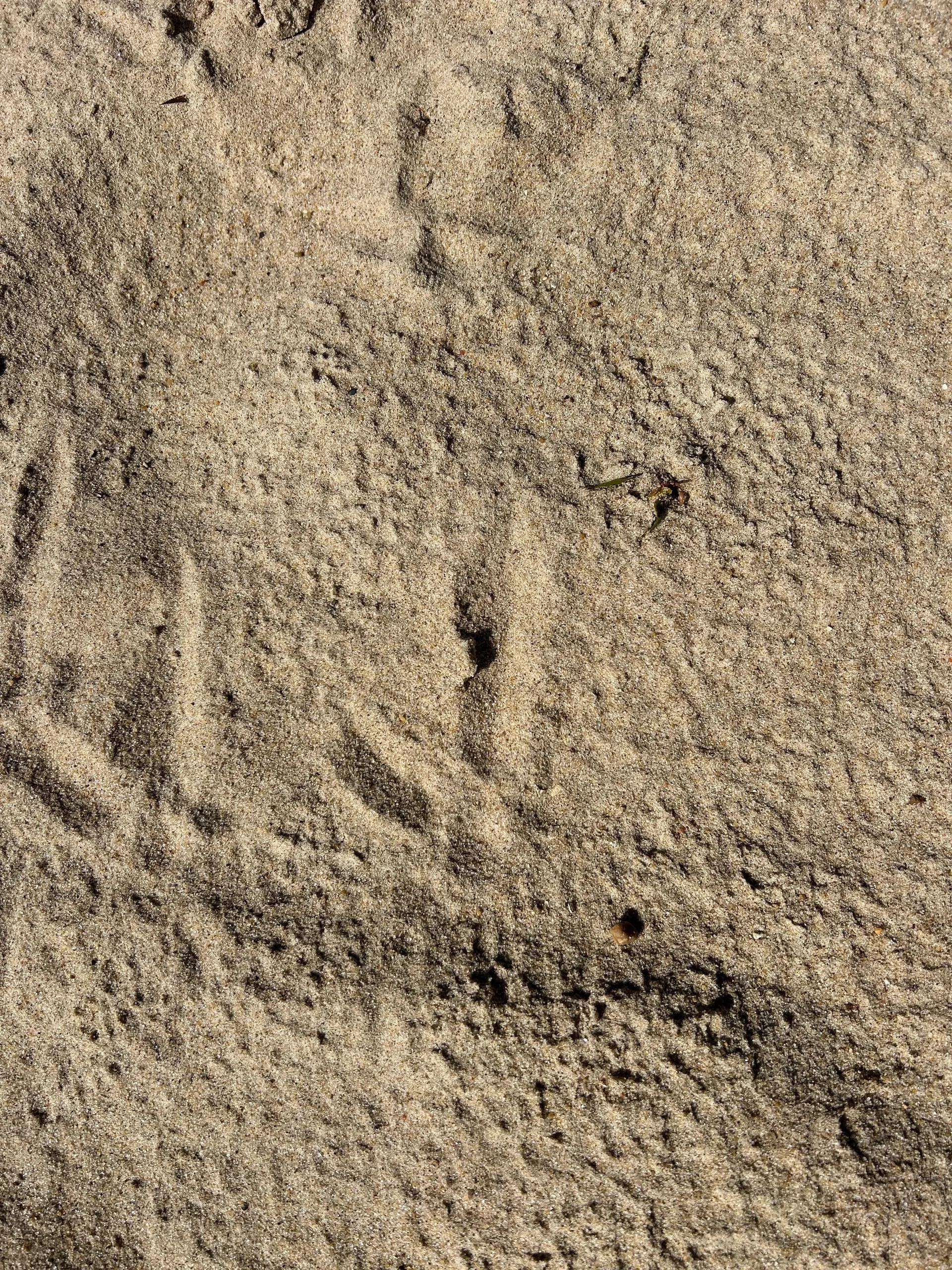 53464161-11