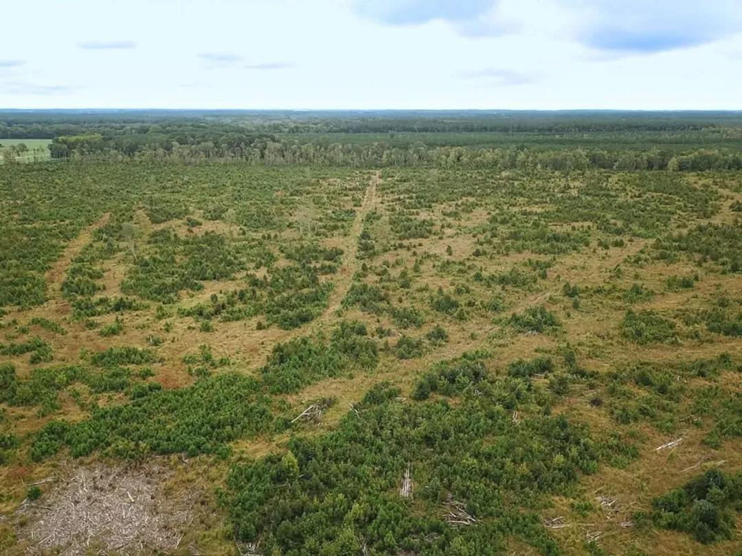 193 Acres of Hunting and Timber Land For Sale in Accomack County VA!