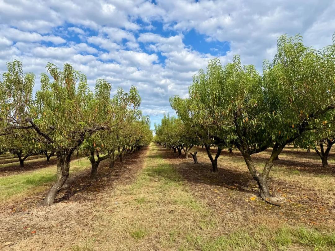 Income Producing Peach Orchard