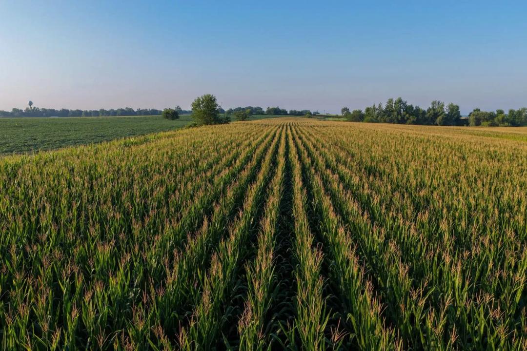 Listing #19722 - 49.47 acres in Louisa County, IA