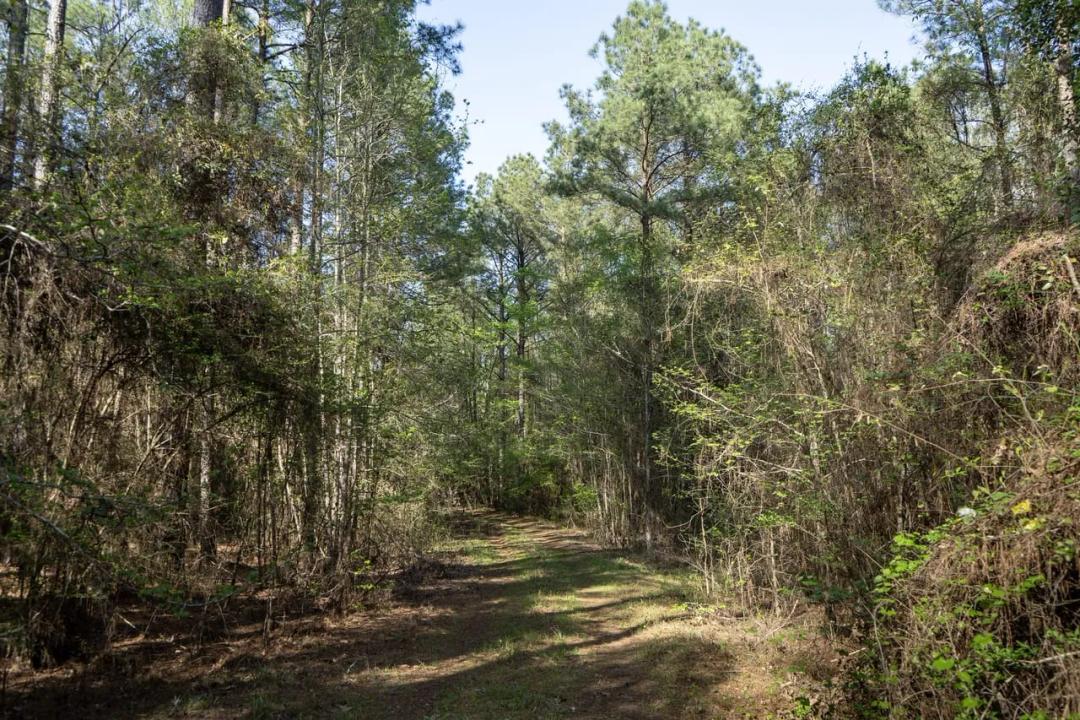 Longstraw 160 - Jackson Parish Timber