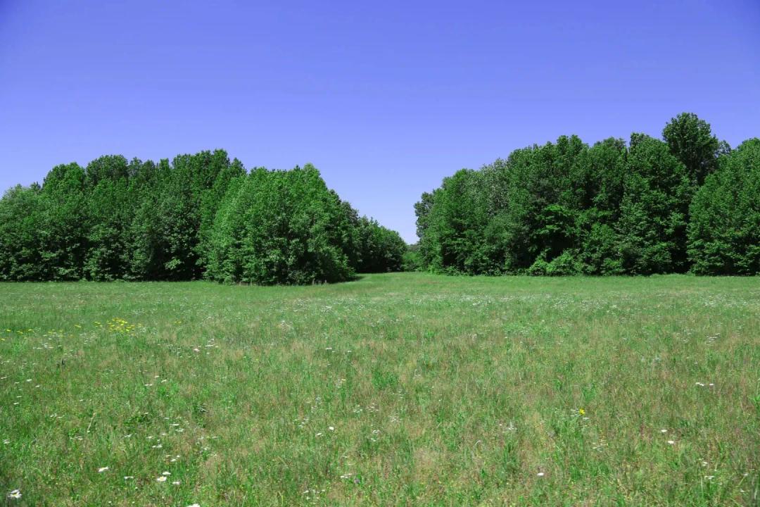 77 Acres in White County, AR 