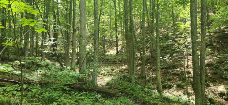 34.31 acres of Recreational & Hunting Land For Sale in Giles County, VA!