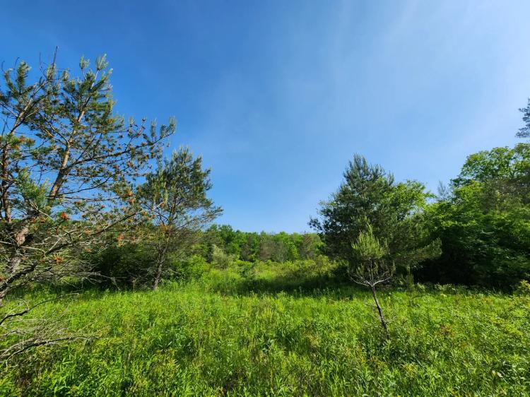Finger Lakes Home Site