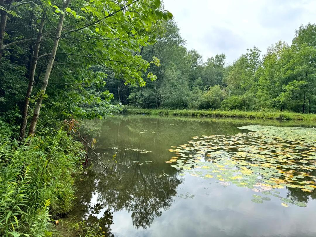 Koi Pond Camp Lot