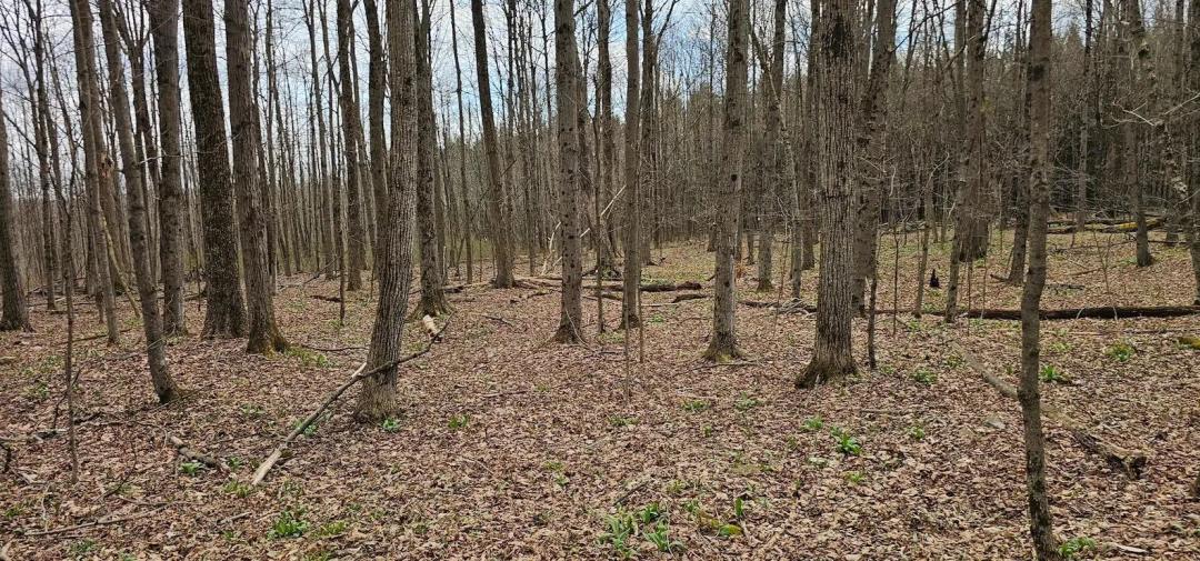 20 acre Building Lot and Recreational Land in Caroline NY Level Green Rd in the Finger Lakes Region