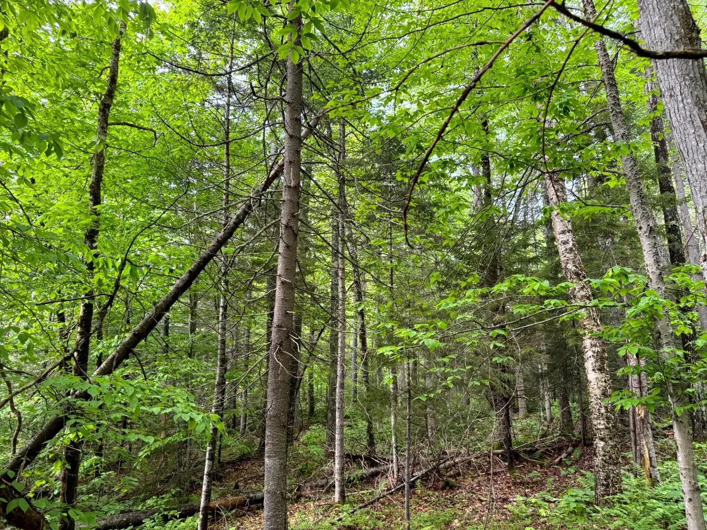Cedar River Lot 2_15