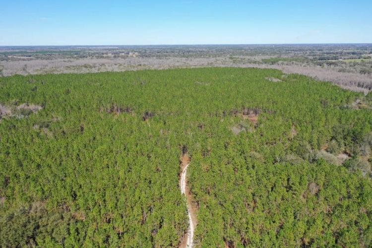 Madison Forest
