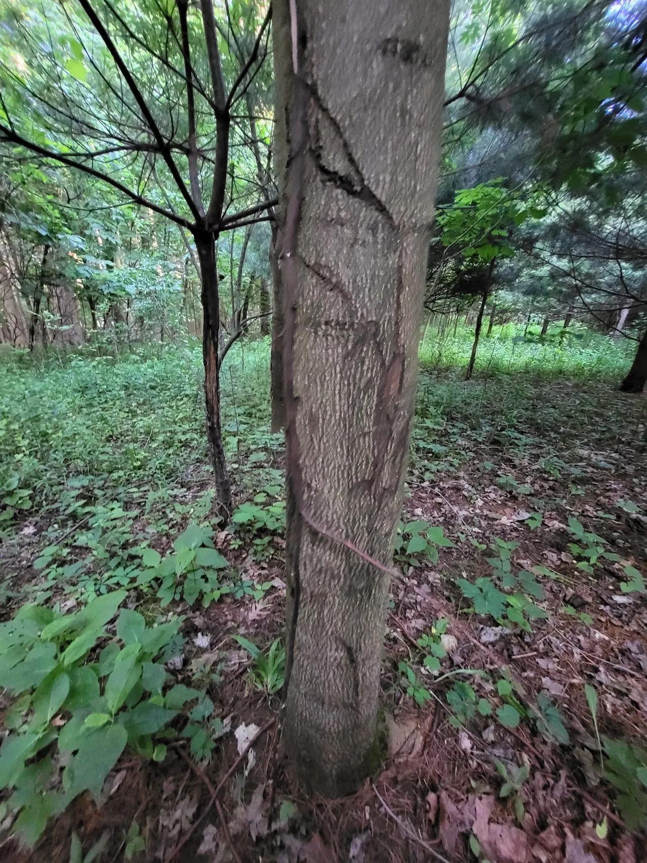 54441803-41