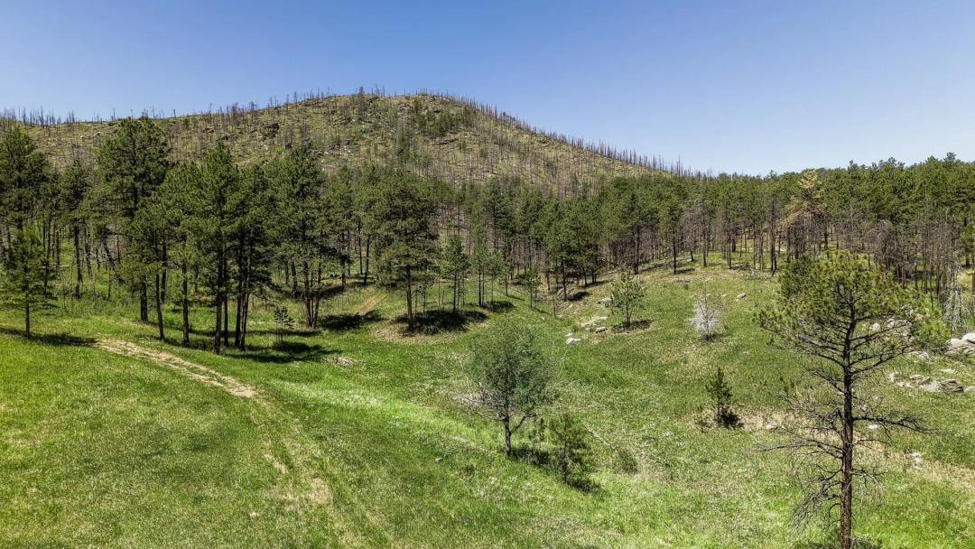 High Mountain Meadow 95