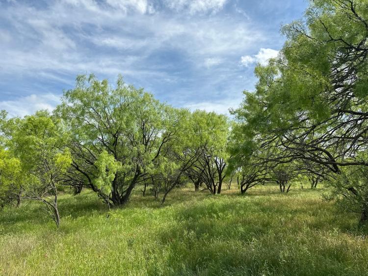 Available!! 20 Acres (Tract 15), Shackelford County