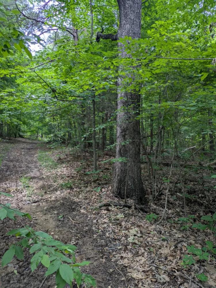 55.00 Acres at 0 Coal Creek Road