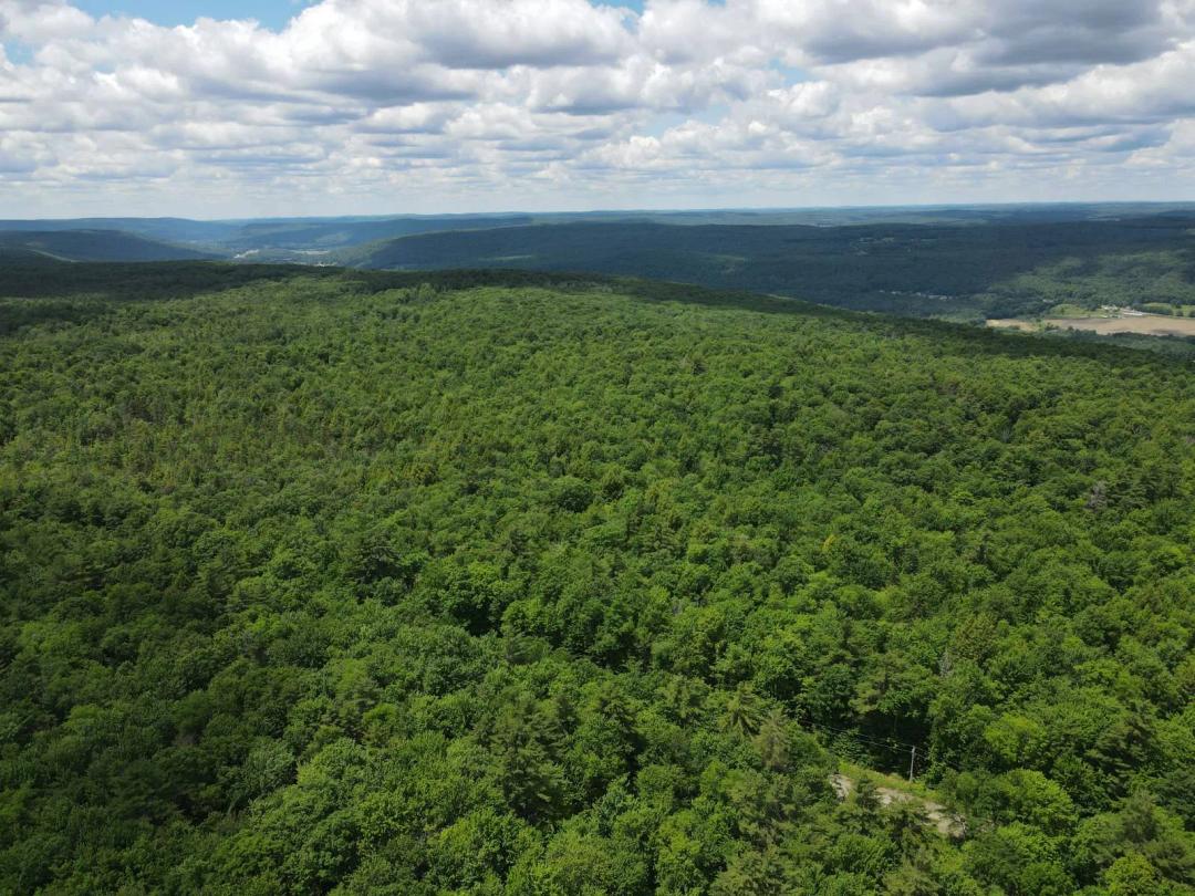 72.11 Acres of Privacy &amp; Potential