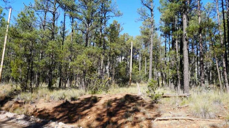 Treed parcel in the mountain community of Timberon * Power and Water at Road