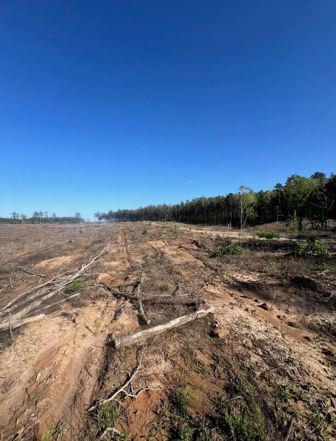 Jackson Parish Timber Tract 4
