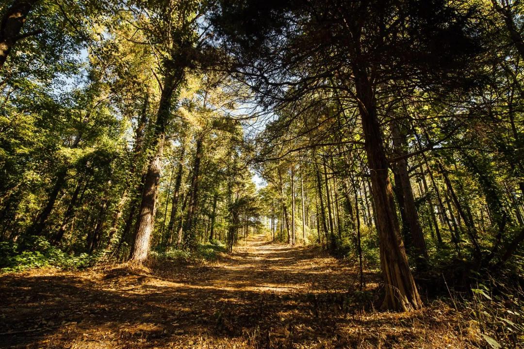 1,135 Acres in Marshall County, MS 