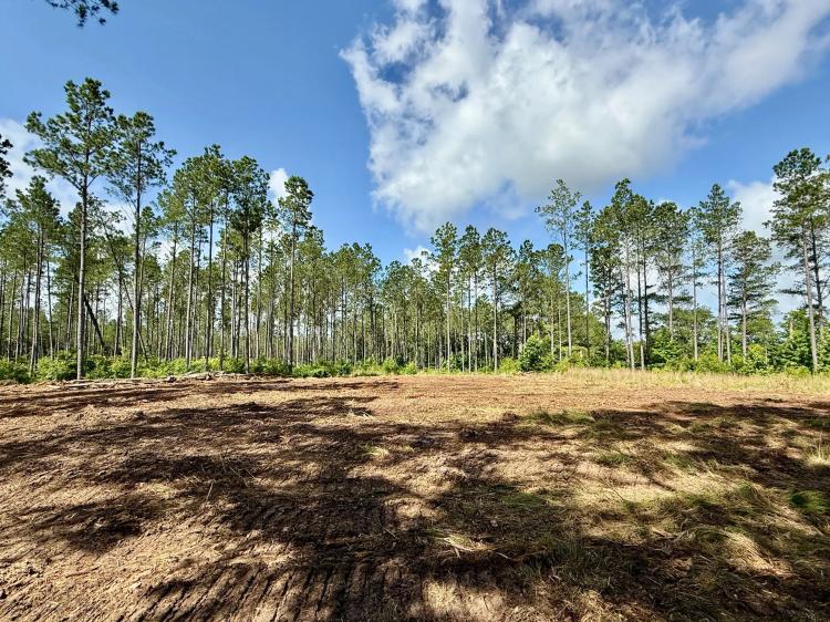 87.1 Acres in Winston County, MS 