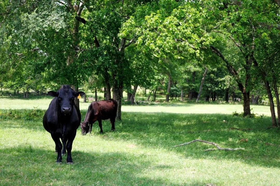 47.79-Acre Cattle Ranch in Van Zandt County, TX for Sale