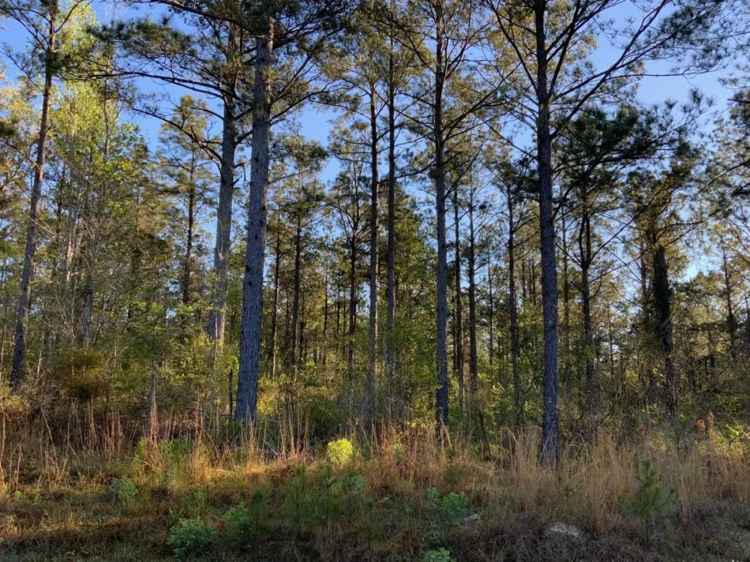 The Homestead on Blade Loop, LaSalle Parish, 76.25 +/- Acres