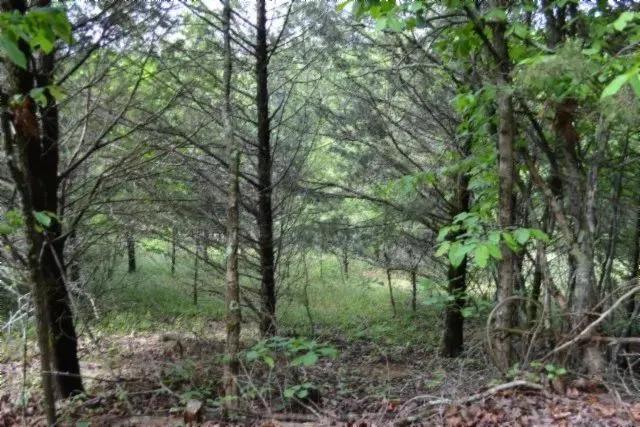 9 Acres of Land for Sale in Burkesville, KY