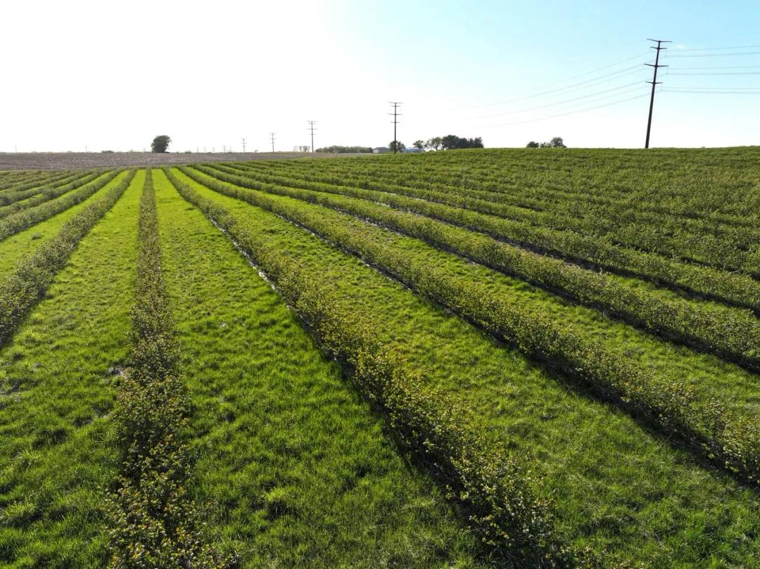Listing #19439 - 77.00 acres in Black Hawk County, IA