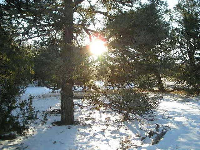 Treed parcel Candy Kitchen area  New Mexico