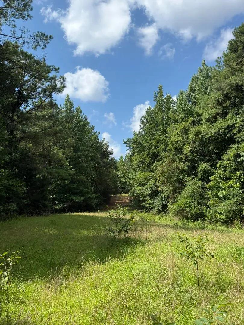 82 Acres in Montgomery County, MS 