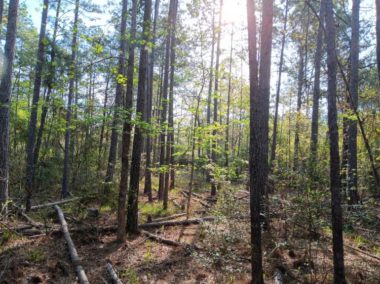 54 acres near Davy Crockett National Forest