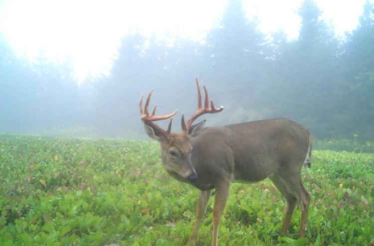 Deer Hunting Dream Property with Proven Big Buck Success