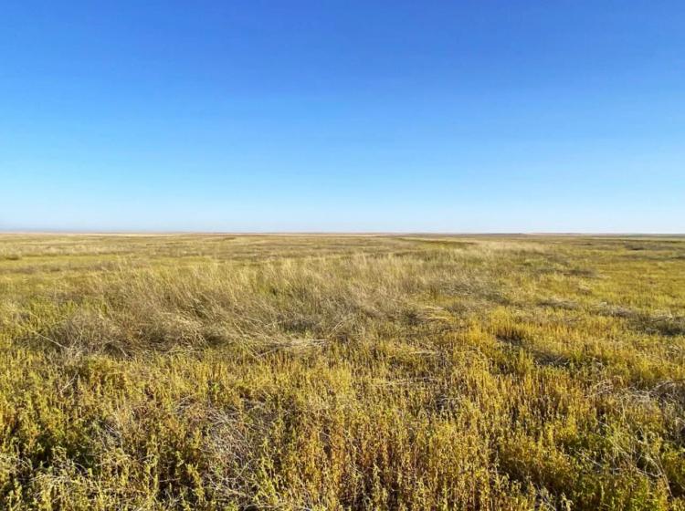 Quarter Section of CRP with a Wind Development Lease
