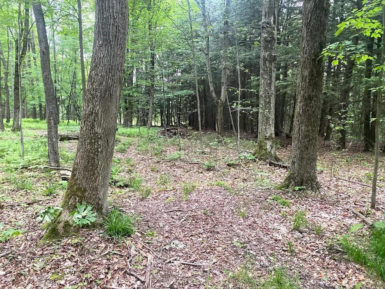 56786463-29