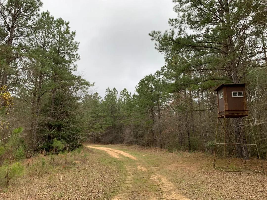 Mock Timber Tract, Union Parish, 167 Acres +/-